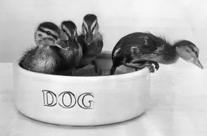 Not all of these two week old ducklings are enjoying their bath Not all of these two week old ducklings are enjoying their bath