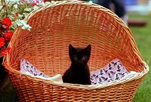 Images Dated 13th August 1998: All alone in the world, one of the kittens that have been rescued by the Cats Protection