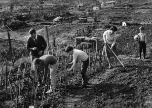 Allotments to beat food prices: Mr. Roger Bennett and his wife Audrey Allotments to beat food prices: Mr. Roger Bennett and his wife Audrey