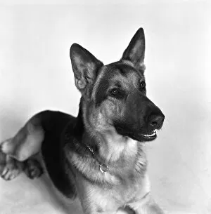 Alsatian dog actor Saxon. February 1975 S75-0718