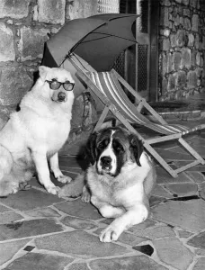 Images Dated 1st February 1974: Alsatian Twoshaun (left) and St. Bernard Brandy, living it up at the new K