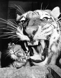 Images Dated 20th March 2013: Amega the Tigress with her three month old cubs at Marwell Zoo became fearful for her