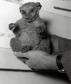 Amusing animal: Bush Baby. Available as Framed Prints, Photos, Wall Art and other products #21251834 Amusing animal: Bush Baby. Available as Framed Prints, Photos, Wall Art and other products #21251834