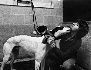 Images Dated 27th February 1981: Angela Duncan receives a friendly lick as she grooms one of the greyhounds at Cleveland