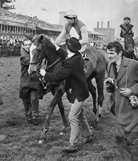 Aintree Gallery: Anglo ridden by Tim Norman being led into the winner'