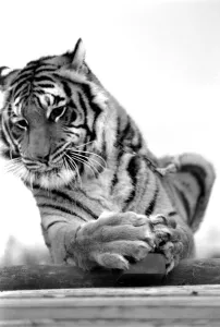 Animal: Big cats. Tiger. July 1981 81-00049-001 Animal: Big cats. Tiger. July 1981 81-00049-001