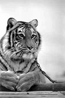 Animal: Big cats. Tiger. July 1981 81-00049-002 Animal: Big cats. Tiger. July 1981 81-00049-002
