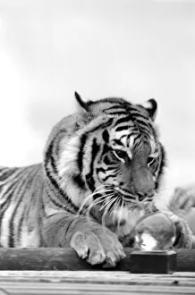 Animal: Big cats. Tiger. July 1981 81-00049 Animal: Big cats. Tiger. July 1981 81-00049