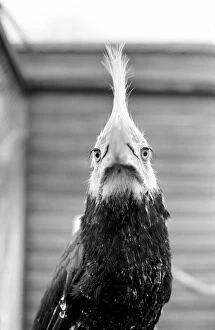 Images Dated 11th January 1977: Animal: Bird: Humour: Unusual: nHumphreyi White Crested Hornbill
