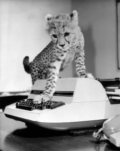Animal Cheetah November 1986 Saki the baby cheetah was rejected by his mother Animal Cheetah November 1986 Saki the baby cheetah was rejected by his mother