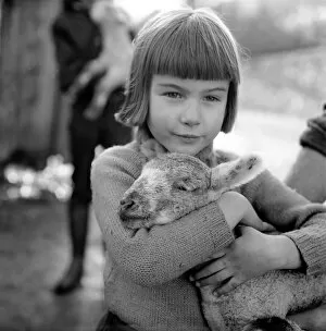 Animal / cute / child. Little girl and lambs. December 1975 75-06826