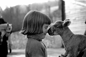 Animal / cute / child. Little girl and lambs. December 1975 75-06826-002