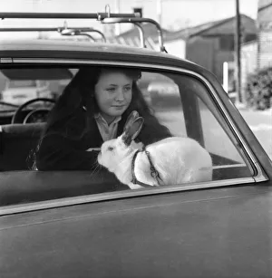 Animal/Cute: Girl/Child: Swedish dwarf rabbit. January 1976 76-00063-002 Animal/Cute: Girl/Child: Swedish dwarf rabbit. January 1976 76-00063-002