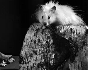 Images Dated 21st March 1975: Animal: Cute: Long Haired Hamster. March 1975 75-01568-002