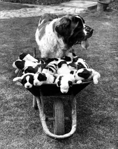 Animal Dogs St Bernard June 1966 Titch has had a litter of 15 puppies at Fareham Animal Dogs St Bernard June 1966 Titch has had a litter of 15 puppies at Fareham