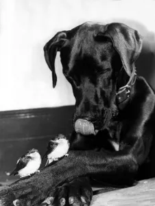 Animal Friends - Dog and Birds Owen the Great Dane is helping his two feathered Animal Friends - Dog and Birds Owen the Great Dane is helping his two feathered