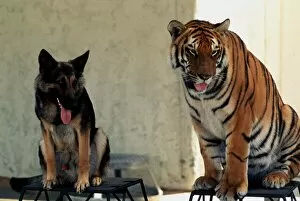 Animal friendship - Bengal tiger Ravi and Alsation dog July 1977 A©Mirrorpix