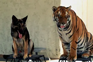 Animal friendship - Bengal tiger Ravi and Alsation dog July 1977 A©Mirrorpix Animal friendship - Bengal tiger Ravi and Alsation dog July 1977 A©Mirrorpix