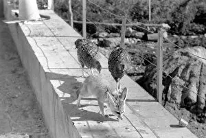 Images Dated 15th February 1972: Animal: Friendship: Fox and Chickens: Rommella the desert fox is causing some concern in