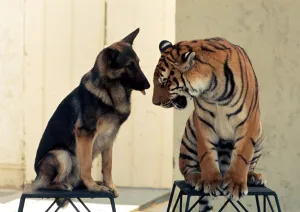 Animal friendship between Ravi the Bengal tiger and Duke the Alsation dog July Animal friendship between Ravi the Bengal tiger and Duke the Alsation dog July