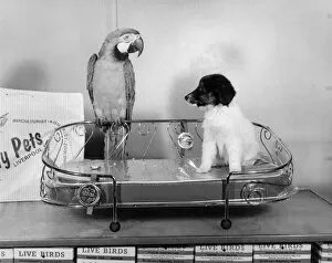 Animal Friendships - Animals and Birds: Bonzo the pup tries out one of the gold-plated