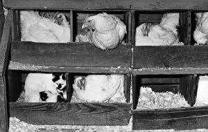 Images Dated 16th May 1972: Animal Friendships - Cats and Birds: Minty and her kittens in the hen house