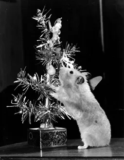 Animal Hamster October 1979 Minty the Hampster Christmas tree Animal Hamster October 1979 Minty the Hampster Christmas tree