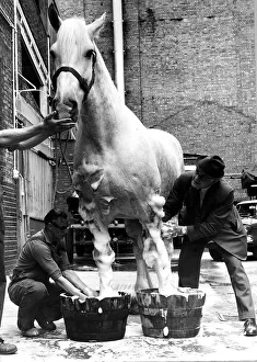 00150 Gallery: Animal Horse July 1974 Often to be seen pulling a brewers dray around London