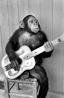 Animal: Humour: Playing: Monkey with Guitar. May 1974 74-3403a Animal: Humour: Playing: Monkey with Guitar. May 1974 74-3403a