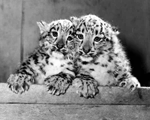 Animal Leopard February 1986 Eva and Becker the (twin cubs Animal Leopard February 1986 Eva and Becker the (twin cubs