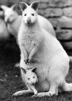 Images Dated 22nd April 1977: Animals: These Albino Wallabies from Australia are among the very rare animals left in