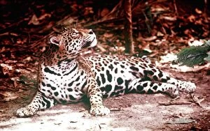 Animals Amazon Jaguar March 1975 Panthera Onca