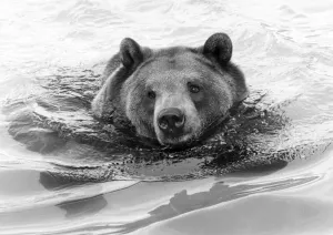 Animals - Bears. Cooling off. Hercules the Bear. February 1983 P000554 Animals - Bears. Cooling off. Hercules the Bear. February 1983 P000554