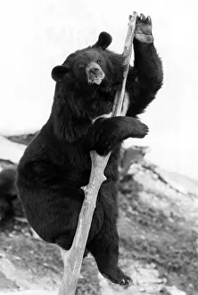 Images Dated 2nd December 1981: Animals - Bears High There. Wheres my Lunch?. December 1981 P000560