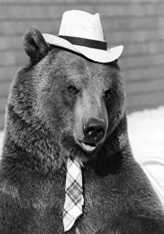 Animals - Bears. Looking sharp Hercules the bear. February 1982 P000552 Animals - Bears. Looking sharp Hercules the bear. February 1982 P000552