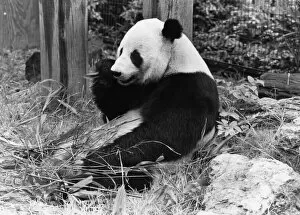 Animals - Bears - Panda. Chia-Chia likes fresh bamboo. May 1982 P000540