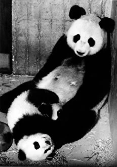 Images Dated 28th February 1983: Animals - Bears - Pandas. Baby panda Chu-Lin with mother Shao-Shao in Madrid Zoo