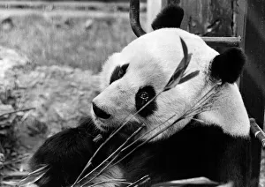Animals - Bears - Pandas. Sad mate.Chia-Chia waits for news of his other half Animals - Bears - Pandas. Sad mate.Chia-Chia waits for news of his other half
