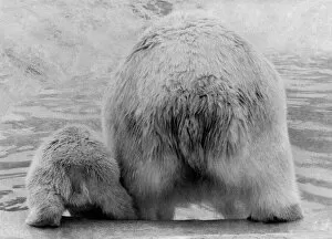 Images Dated 12th April 1977: Animals - Bears - Polar. Bearrr: Its cold. April 1977 P000443