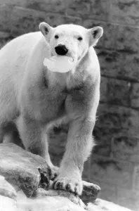 Animals - Bears - Polar. Ice Lolly....Bonnie the polar bear. January 1985 P000369 Animals - Bears - Polar. Ice Lolly....Bonnie the polar bear. January 1985 P000369