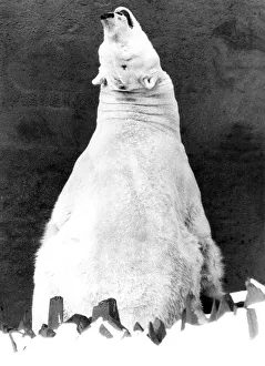 Animals - Bears - Polar. Looking Up....sitting out in the snow is sheer bliss for this Animals - Bears - Polar. Looking Up....sitting out in the snow is sheer bliss for this
