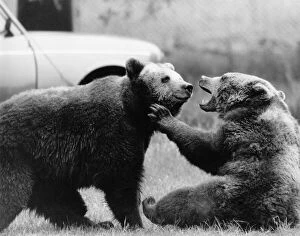 Images Dated 13th June 1986: Animals - Bears. Together...Thumper (right) and Bungle. June 1986 P000413
