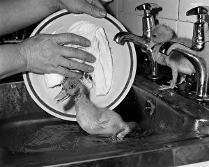 00137 Gallery: Animals Birds Ducks Ducklings January 1984 These two ducklings are lucky to be