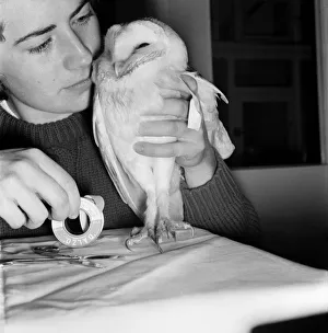Animals Birds: Learining to walk again before they can fly Animals Birds: Learining to walk again before they can fly