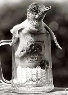 Images Dated 29th August 1984: Animals - Birds - Penguin - August 1984 Baby Penguin in a pint beer glass