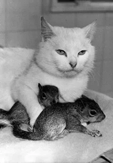 Animals Cat April 1985 One year old stray cat called Sophie Animals Cat April 1985 One year old stray cat called Sophie