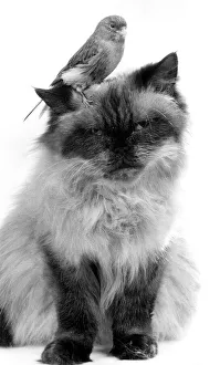 Animals Cat Persian Bird Canary November 1986 Chris the persian who is being Animals Cat Persian Bird Canary November 1986 Chris the persian who is being