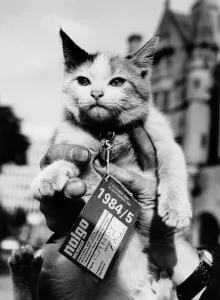 Animals - Cats. As for Candy - she lets her teeth do the talking. In Or Out? Animals - Cats. As for Candy - she lets her teeth do the talking. In Or Out?