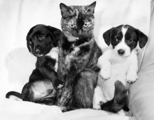 Animals - Cats with Dogs: Daisy's Duo Is Just Puppy Love Animals - Cats with Dogs: Daisy's Duo Is Just Puppy Love