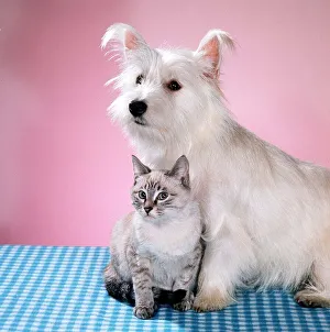 Animals - Cats and Dogs - Kittens A dog with a kitten March 1980 Animals - Cats and Dogs - Kittens A dog with a kitten March 1980